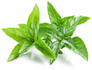 Leaves of basil on a white background